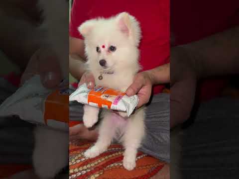 Pamerian dog small baby (Baaz)