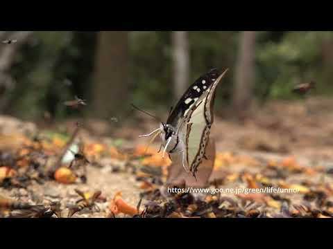 タイのタテハチョウの飛翔