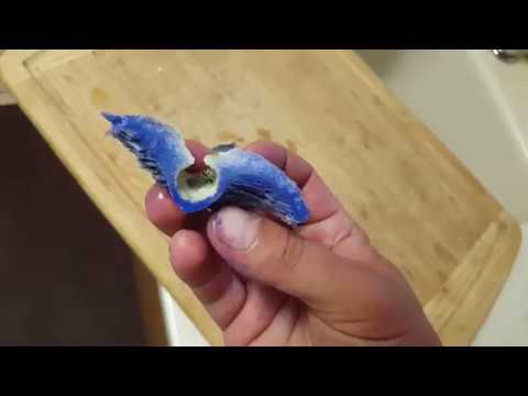 True Blue - Lactarius Indigo Mushroom
