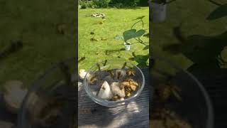 Wutang Killer Bees Fatal Sting