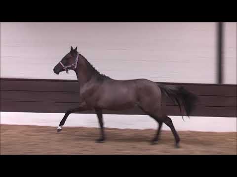 PAV VALERIE 1j. v. Del Sol - Nemax ONLINE-AUKTION