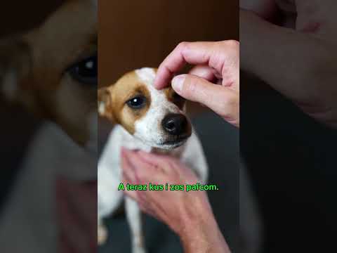 Pampi to má najradšej na priehlbinke medzi očami. Tvoj 🐕 na ktorom mieste?#pampi #pes #fenka