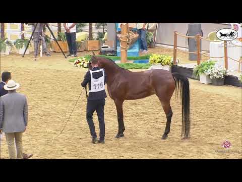 N 116 HAYA AL SHAHANIA   1st Qatar Arabian Horse Show Local Bred