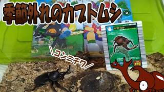 【昆虫】季節外れのカブトムシを飼育！うぷ主の飼ってるムシ紹介！【ゆっくり手描き解説】＃昆虫＃ゆっくり解説＃カブトムシ