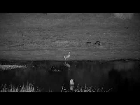 Djuma: Egyptian Goose family with eight Ducklings - 01:58 - 09/27/2022