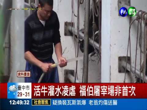 洗牛?灌水? 農委會徹查屠宰場