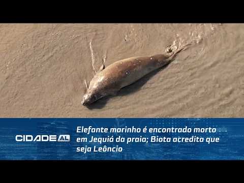 Elefante marinho é encontrado morto em Jequiá da praia; Biota acredita que seja Leôncio