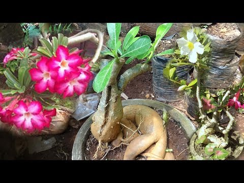 Cara Merawat Bunga Adenium Agar Berbunga Lebat - Berbagi Rawat