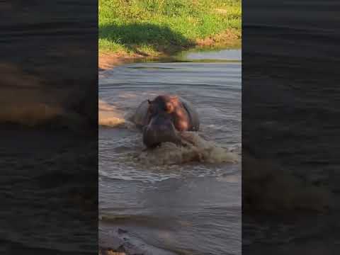 Tazama simba alivyo bananishwa na kiboko