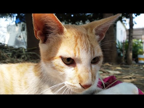 Bittu the Cat | whatsapp status | cute cats | cat | short #3