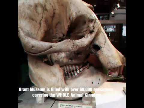 London's Weirdest Museum