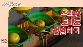 [나는농부다 241회] 수확한 토마토 선별 하기