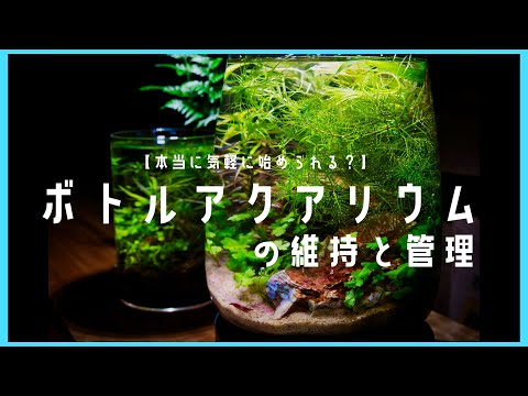 水槽の水が凍らないようにするにはどうすればよいですか?冬に幸せな鳥を育てるための簡単なヒント  庭園