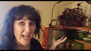 HELP | Grow Light Disaster | October 2019