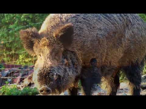 Reisen-auf-Video.de - Trailer Bergischer Frühling DVD 02