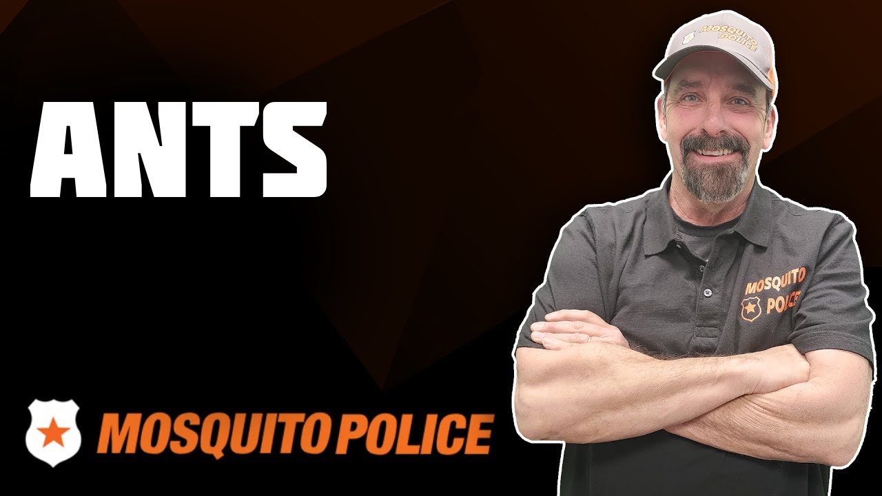 Mosquito Police - Ants
