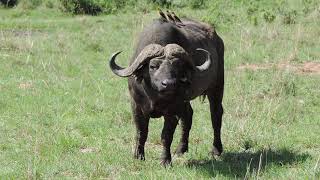 Masai Mara Game Reserve - 114