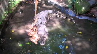 preview picture of video 'Crocodile lunch (Bali Reptile Park)'