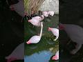Flamingo Neck Fight