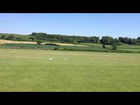 Dog race at Milborne Port Village Fete