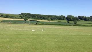 preview picture of video 'Dog race at Milborne Port Village Fete'