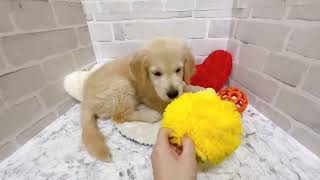 ゴールデンレトリバーの動画02