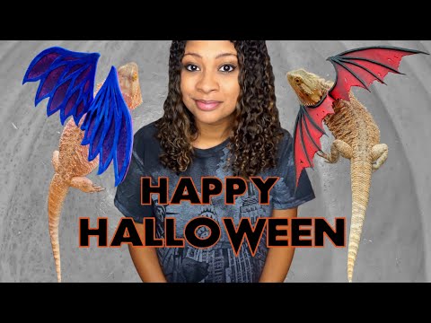 Bearded Dragon Wings! - Halloween Costume