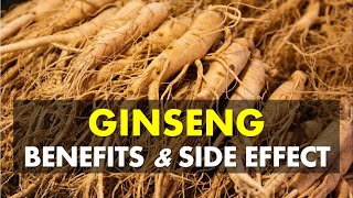 Ginseng Benefits and Side Effects, May Fight Tiredness and Increase Energy Levels