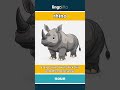 rhino - a large animal with thick s... video thumbnail