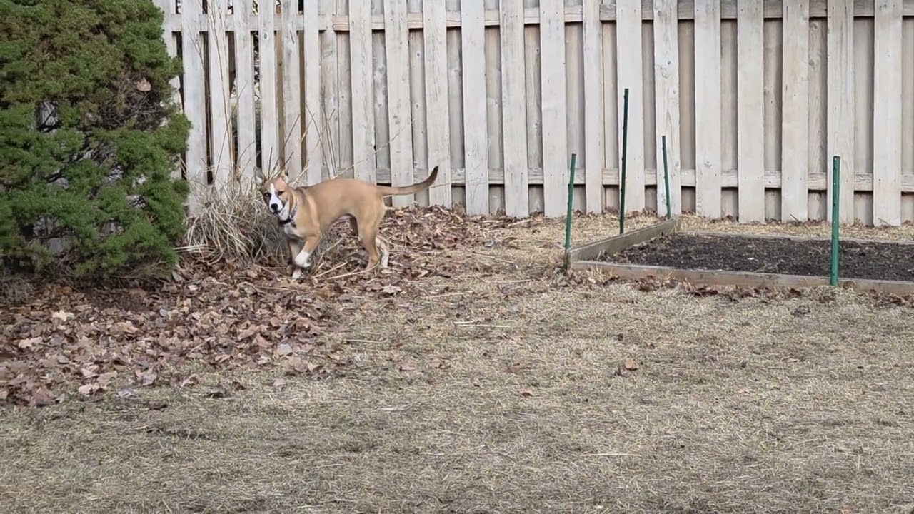 Enlarge Mystic, a ADOPTABLE mixed breed in Aurora, IL video 5/6