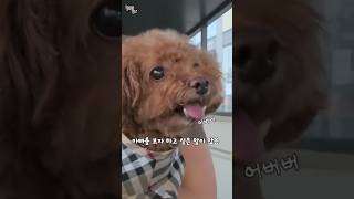 오로지 아빠뿐인 강아지 ㅠㅡㅠ