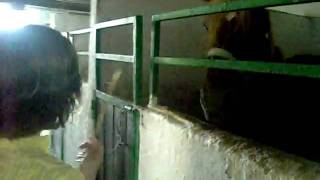 El caballito: trota  trota