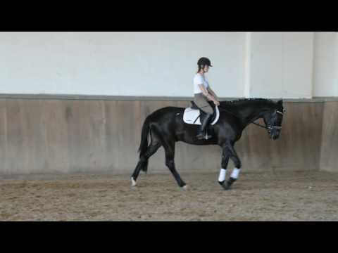 Axel - 4jähriger Wallach von E.H. Lehndorff´s aus der Amadelia von Lauries Crusador xx