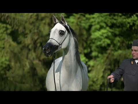 𝐋𝐀𝐌𝐁𝐀𝐃𝐀 (𝐄𝐦𝐞𝐫𝐚𝐥𝐝 𝐉 𝐱 𝐋𝐚𝐰𝐢𝐧𝐢𝐚, 𝐛𝐲 𝐄𝐤𝐬𝐭𝐞𝐫𝐧), 𝟐𝟎𝟏𝟔 𝐌𝐚𝐫𝐞 - PRIDE OF POLAND 2023, Summer Sale