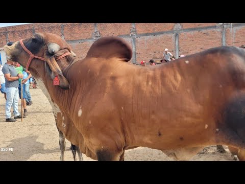 FEIRA DO GADO DE MANARI PERNAMBUCO 19/03/2026