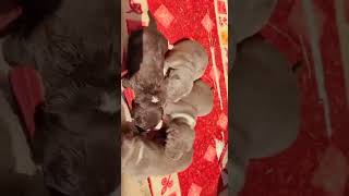 American Bully Puppies Videos