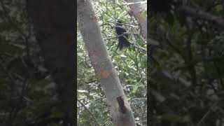 Download lagu burung srigunting hitam jekitut mp3