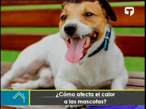 ¿Cómo afecta el calor a las mascotas?