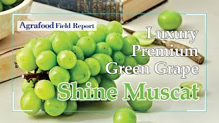 [Agrafood Field Report EP.07] The secret to exporting Korean grapes