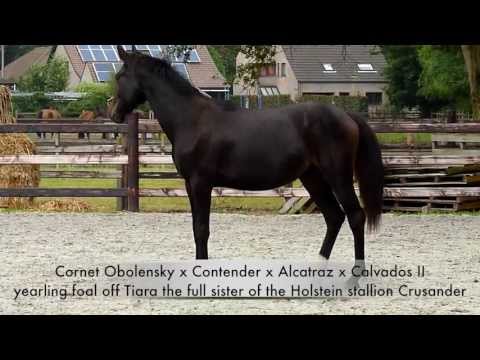 Sold - Cornet Obolensky out the full sister of the Holstein approved stallion Crusander.
