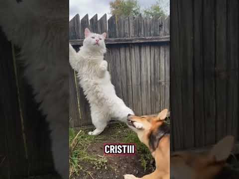 Cheama-l ba pe Cristi #memes #humor #doublagefrancais #funny #memefras