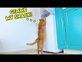 Super Cute Orange Tabby Cat Demands His Favorite Snack