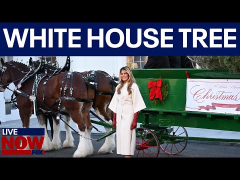 Video | First Lady Melania Trump welcomes Christmas tree
