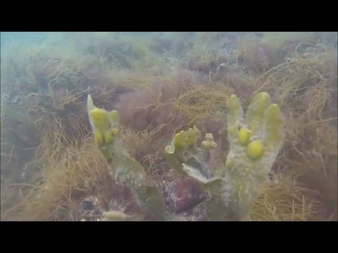 Dahmeshöved 15.05.2016