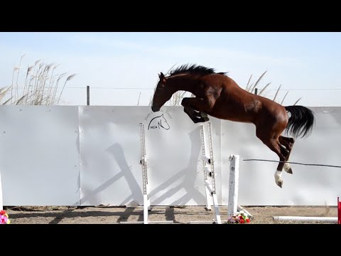 Lote 7: HCA Cornet Boy