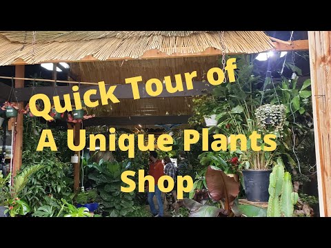 Indoor Sun Shoppe