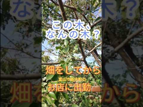 菜園の境界線か天然石か？選択してください。  庭園