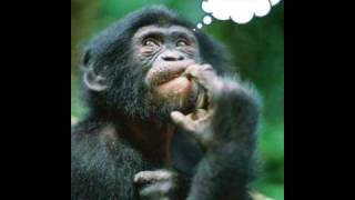 Rato na Roda - Projeto Chiaroscuro / Pitty