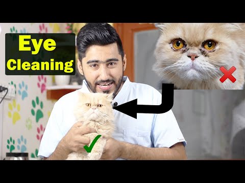 Tear Stains in cats || How to clean eyes? || Vet Furqan Younas