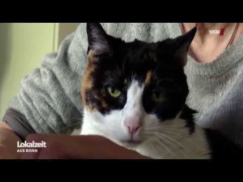 WDR Lokalzeit Bonn über nebenan.de